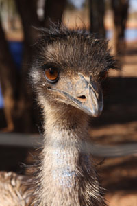 emu