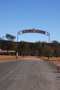 camel farm