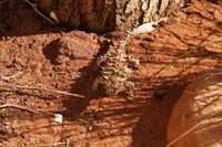 Thorny Devil at Simpsons Gap West Macdonnell near Alice Springs - Courtesy of the M Hutchinson collection to Central Australia visit.