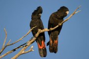 black cockatoo