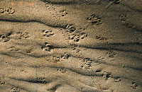 footprints in the sand