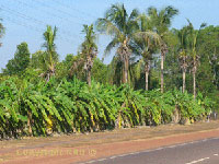 bannana palms