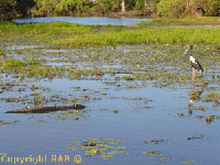 Yellow Water Cruise in Kakadu National Park in Northern Territory Australia