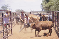 bull muster