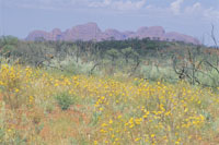 Kata Tjuta