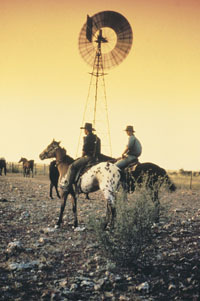 mustering cattle