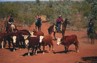 mustering cattle