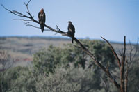 bush birds