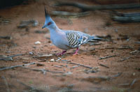 Top-Knot Pidgeon in Central Australia courtesy of Tourism NT for the promotion of travel to Uluru