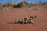 Thorny Devil