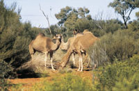 camels