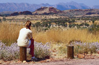 Wildflowers Mount onder lookout courtesy in Central Australia of Tourism NT for the promotion of travel to Uluru