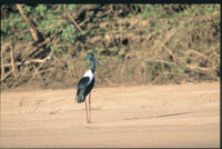 Jabiru  on Daly River- Avaries A 1km easily walked path meanders through natural bushland where 11 separate and diverse habitat enclosures have been recreated. 