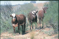 cattle  wondering through the bush