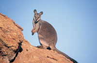 Black Footed Rock Wallaby courtesy of NT Tourism