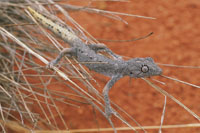 Local  reptile the Gecko