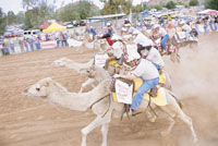 Camel Races